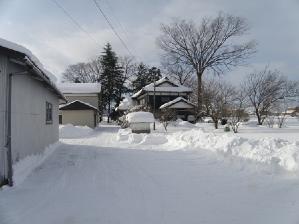 今朝の庭先の様子
